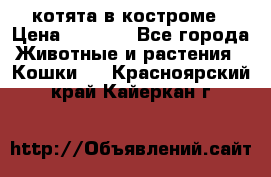 котята в костроме › Цена ­ 2 000 - Все города Животные и растения » Кошки   . Красноярский край,Кайеркан г.